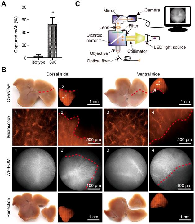 Theranostics Image