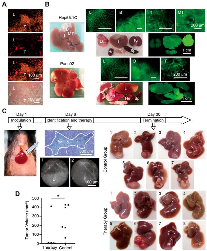 Theranostics Image