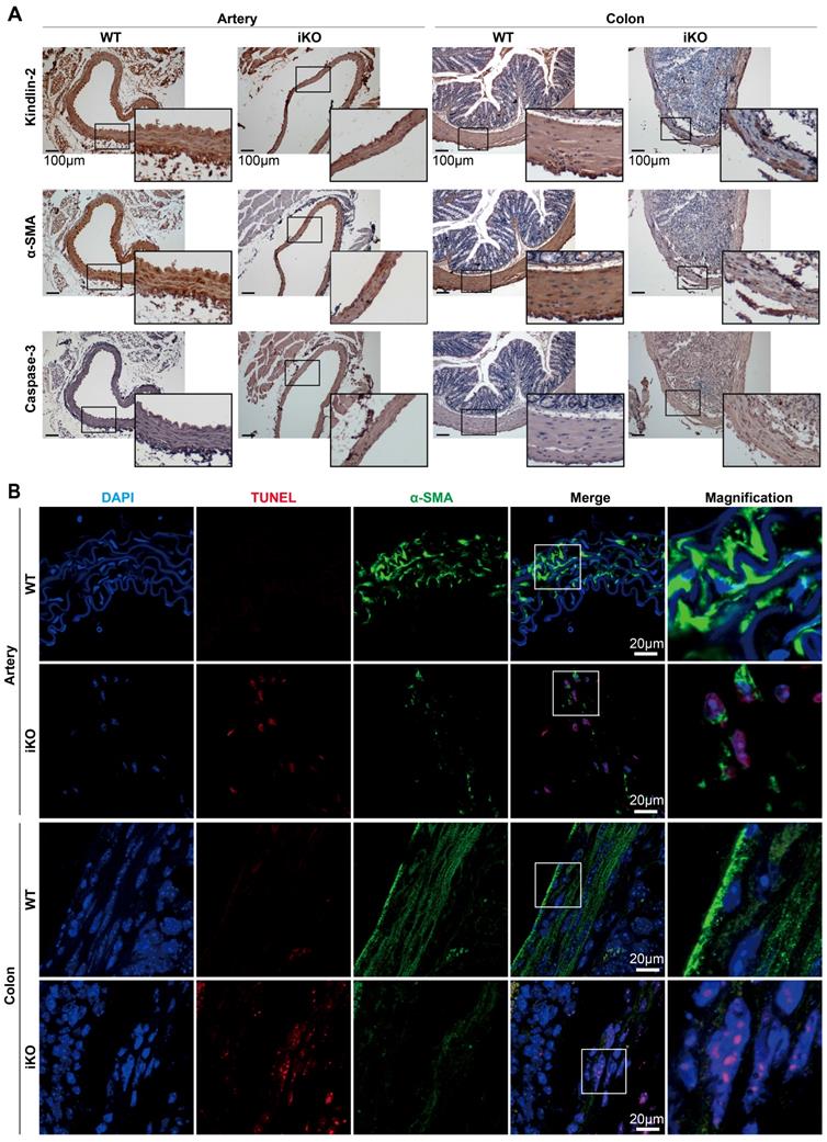 Theranostics Image