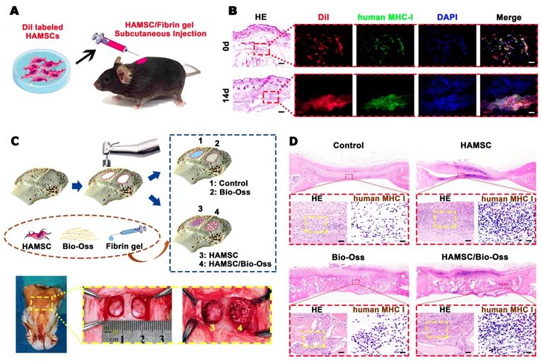 Theranostics Image