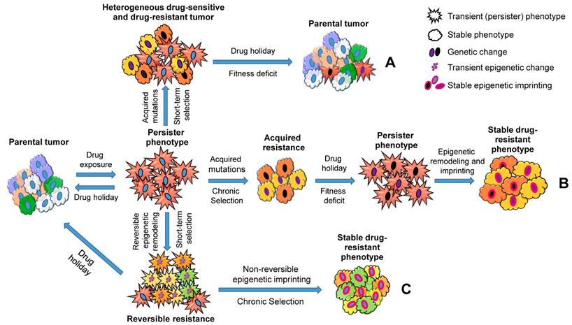 Theranostics Image