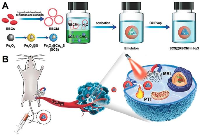 Theranostics Image