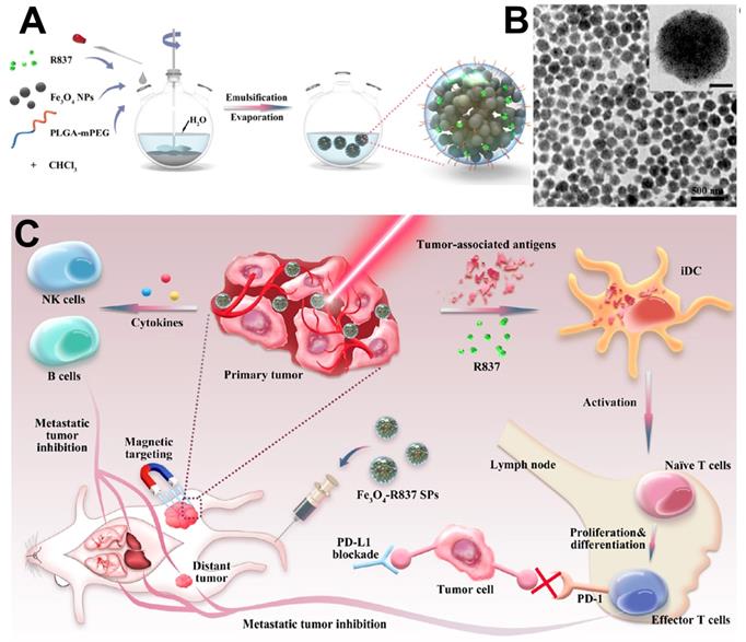 Theranostics Image