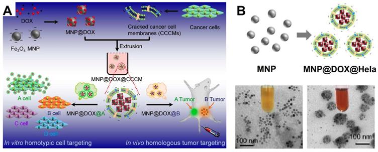 Theranostics Image