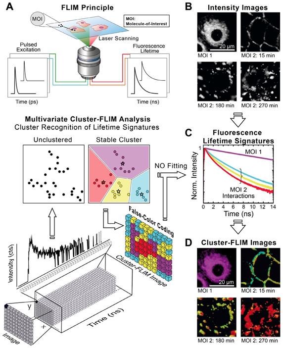 Theranostics Image