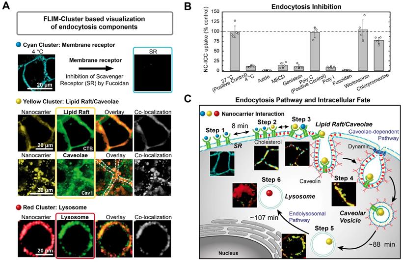 Theranostics Image