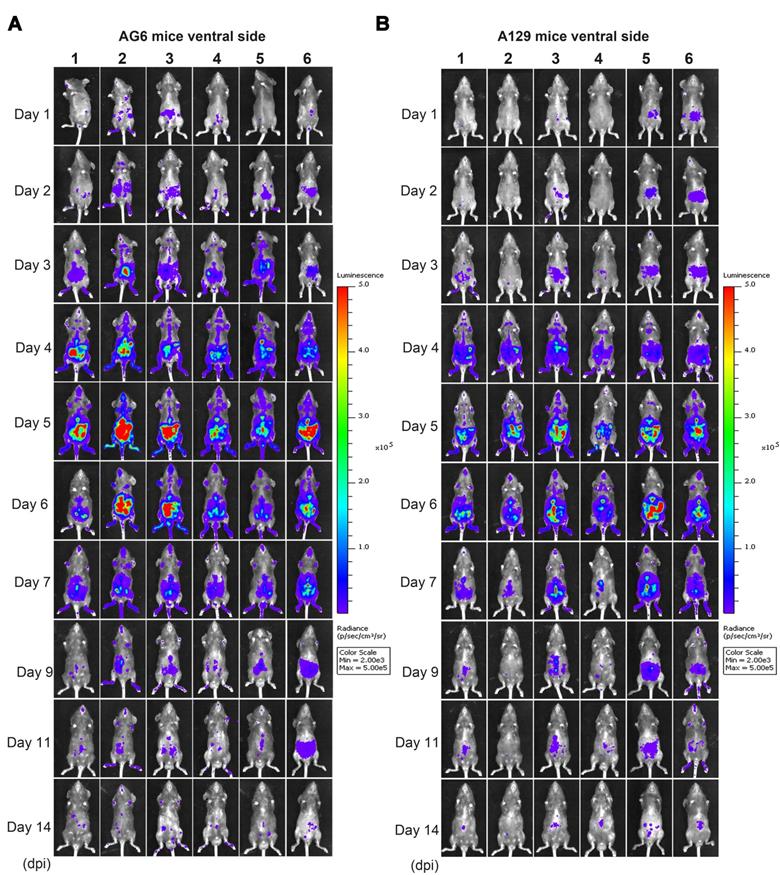 Theranostics Image