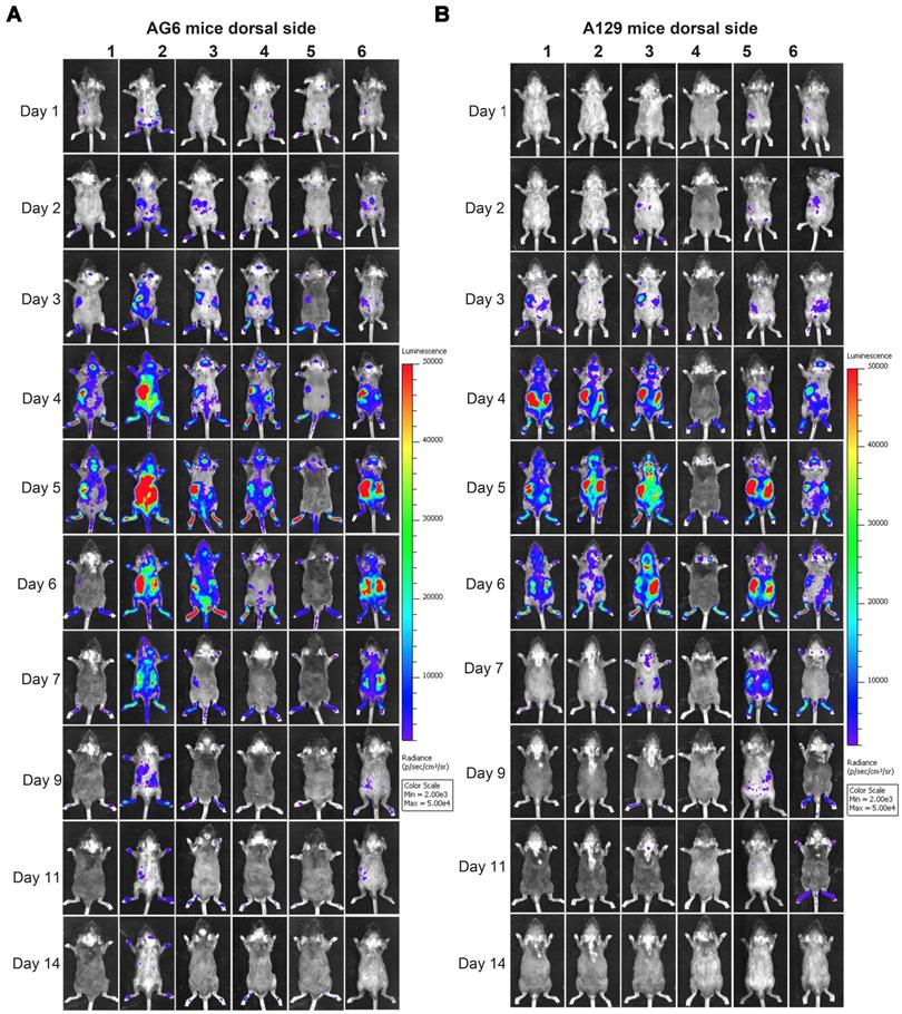 Theranostics Image