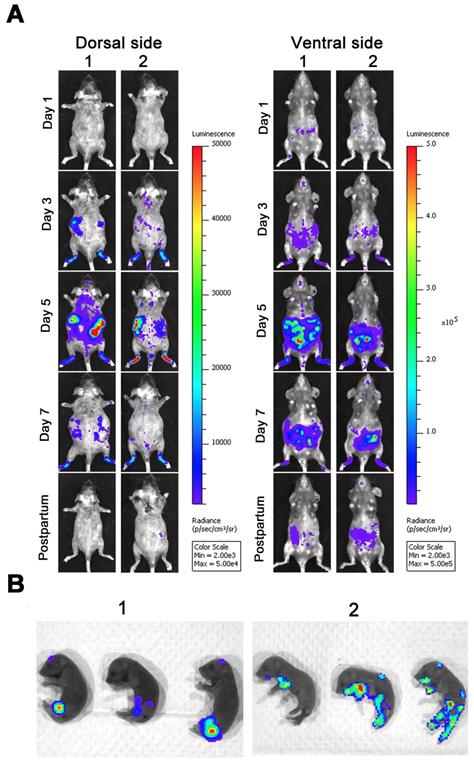 Theranostics Image