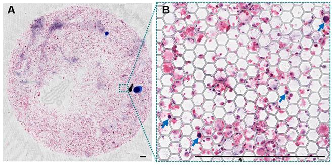 Theranostics Image