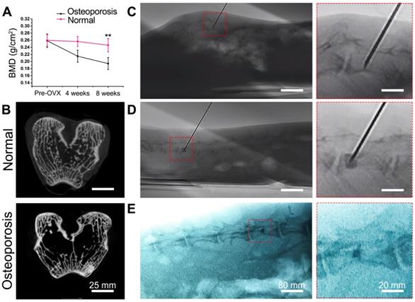 Theranostics Image