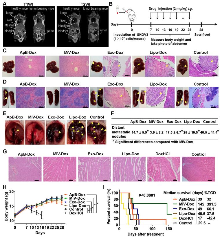 Theranostics Image