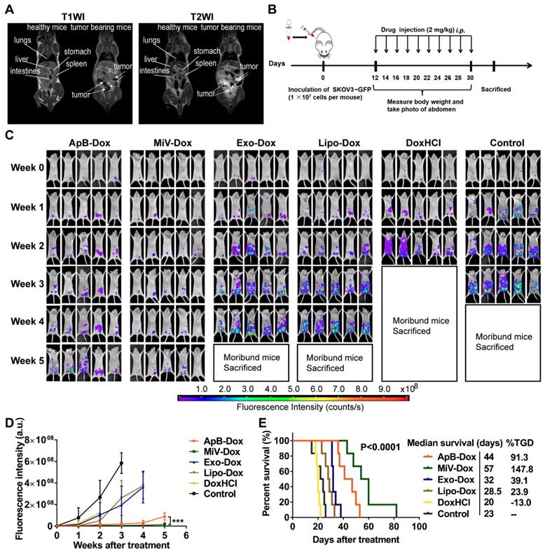 Theranostics Image