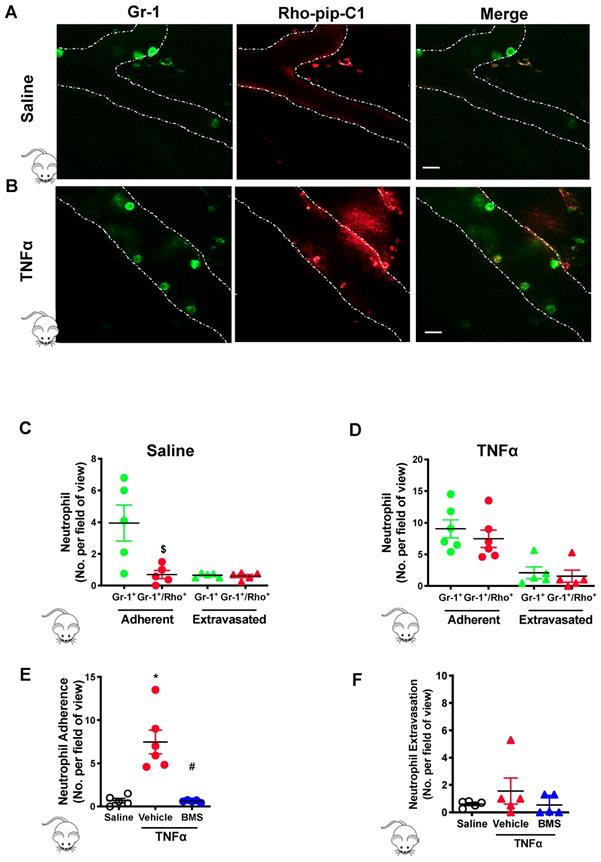 Theranostics Image