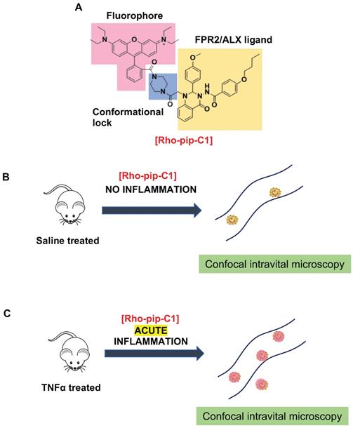 Theranostics Image