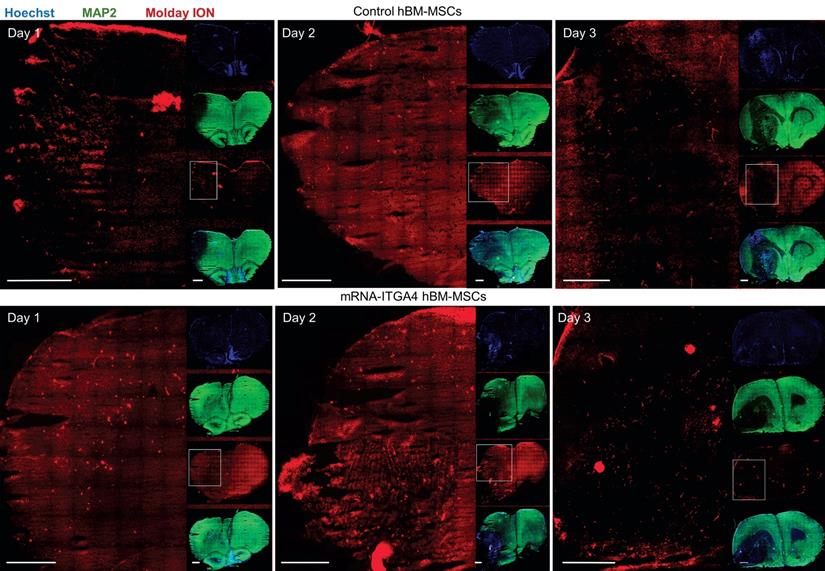 Theranostics Image