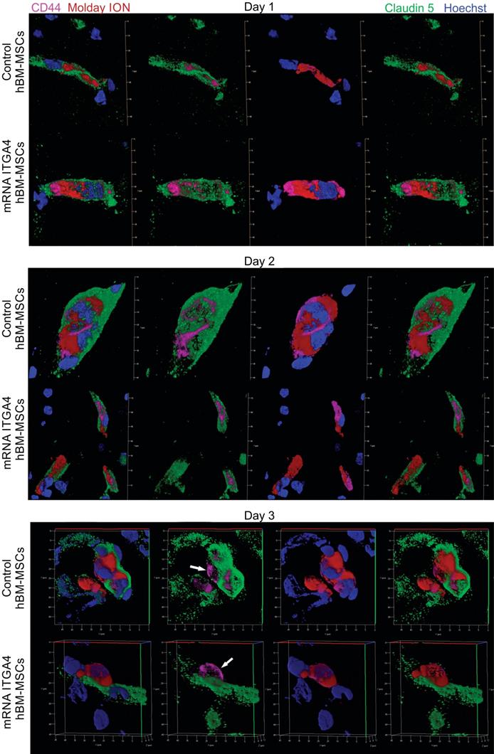 Theranostics Image