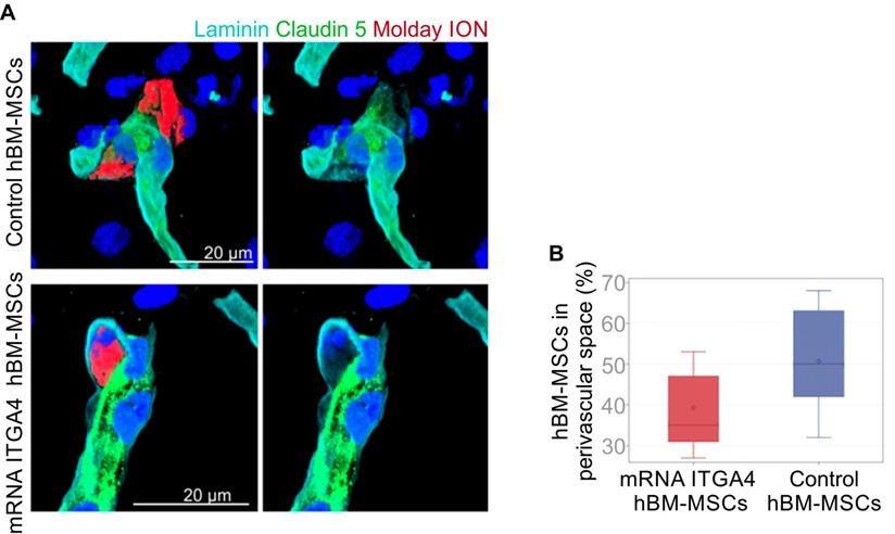 Theranostics Image