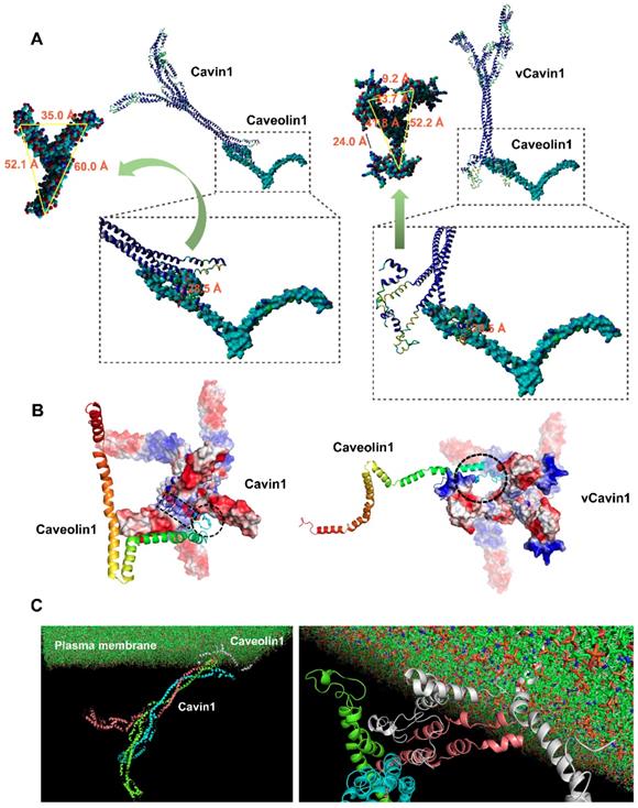 Theranostics Image