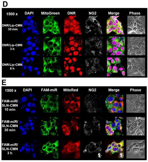 Theranostics Image