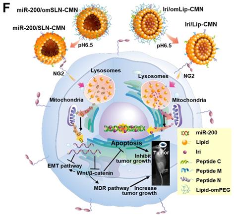 Theranostics Image