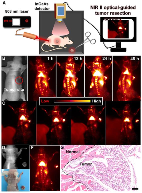 Theranostics Image