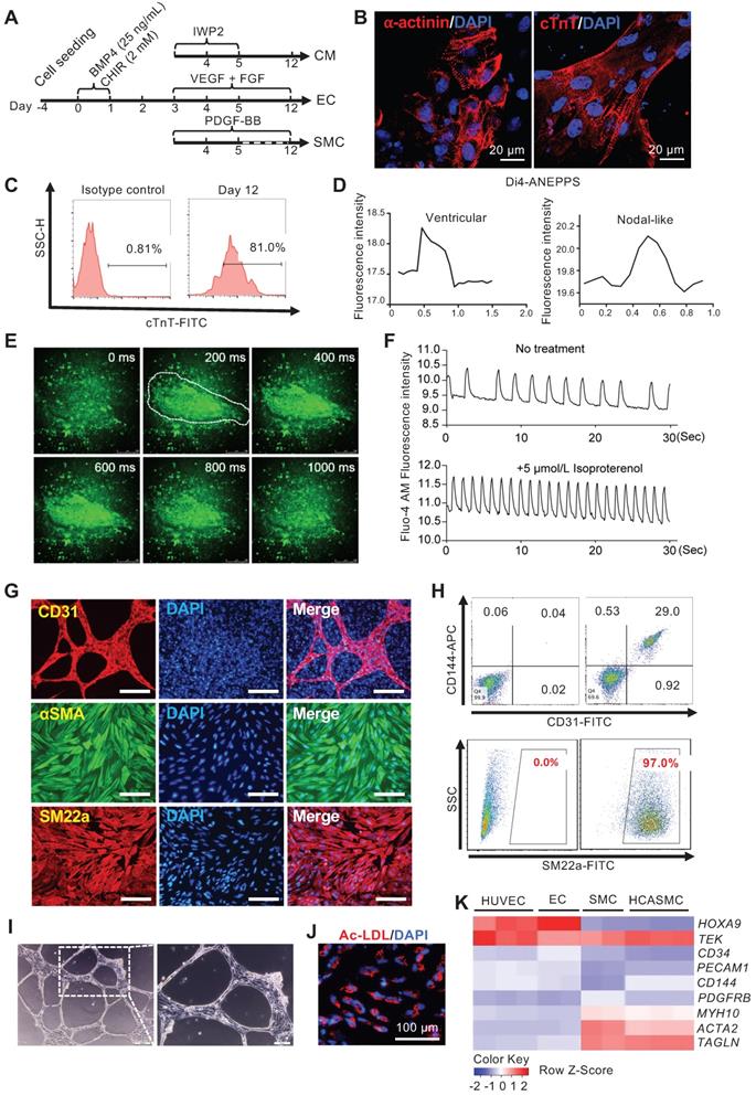 Theranostics Image