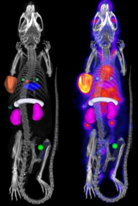 Theranostics Image