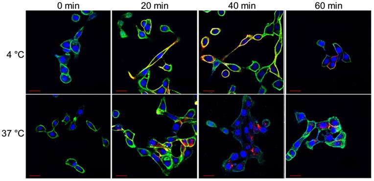 Theranostics Image