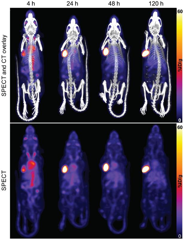 Theranostics Image