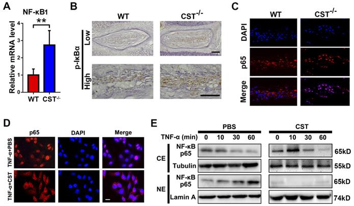 Theranostics Image