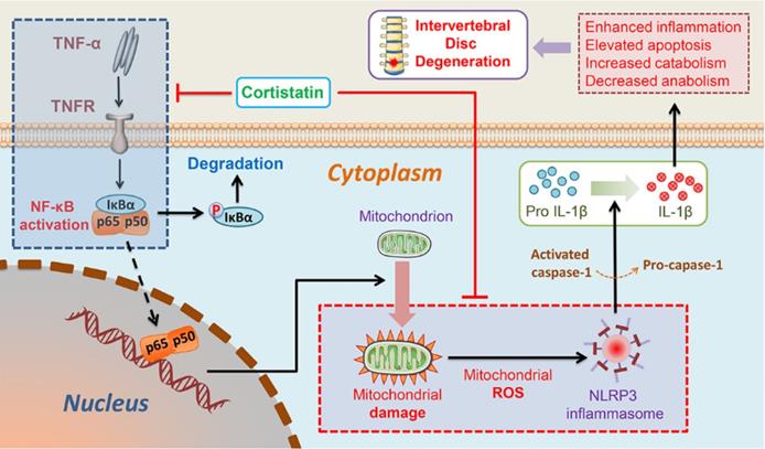 Theranostics Image