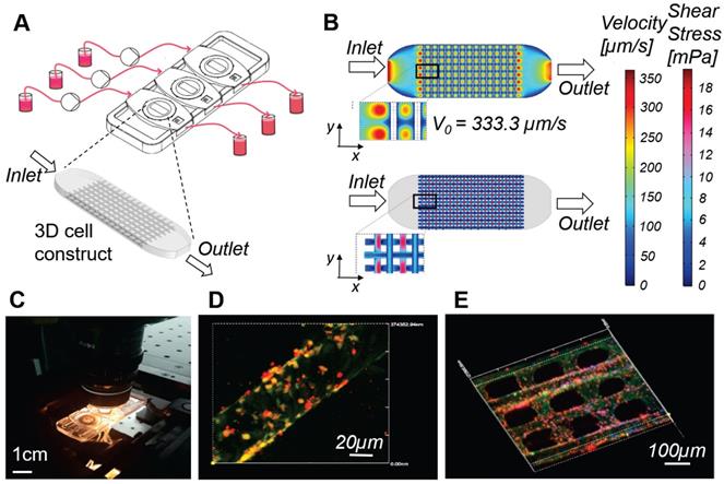 Theranostics Image