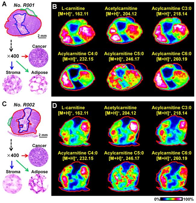 Theranostics Image