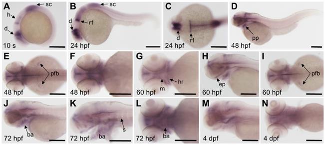 Theranostics Image