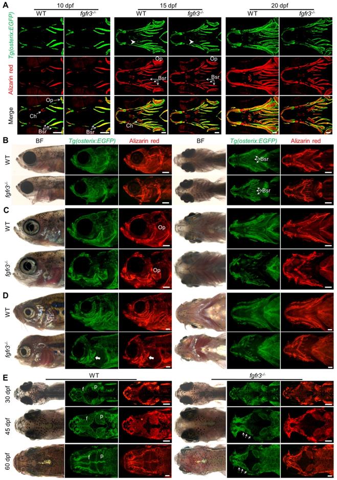 Theranostics Image