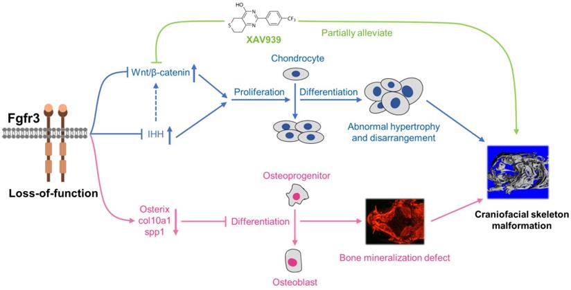 Theranostics Image