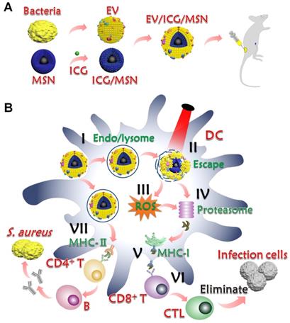 Theranostics Image