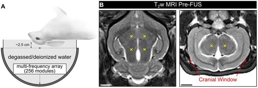 Theranostics Image