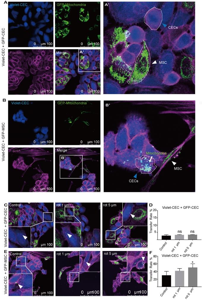 Theranostics Image