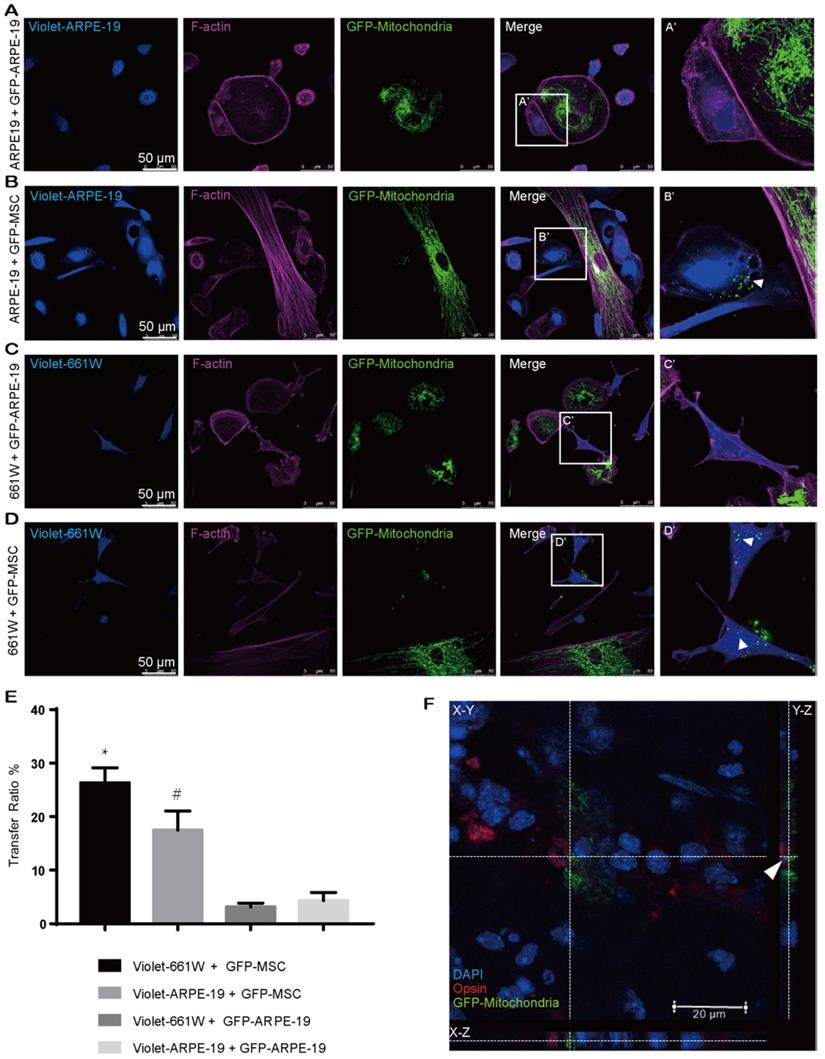 Theranostics Image