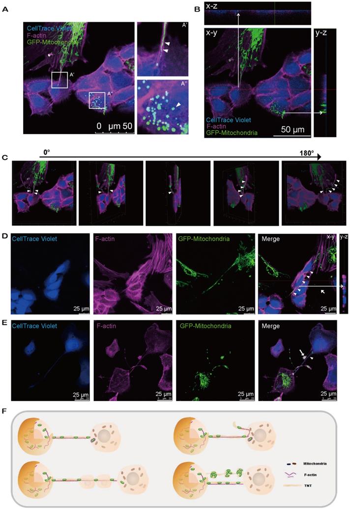 Theranostics Image