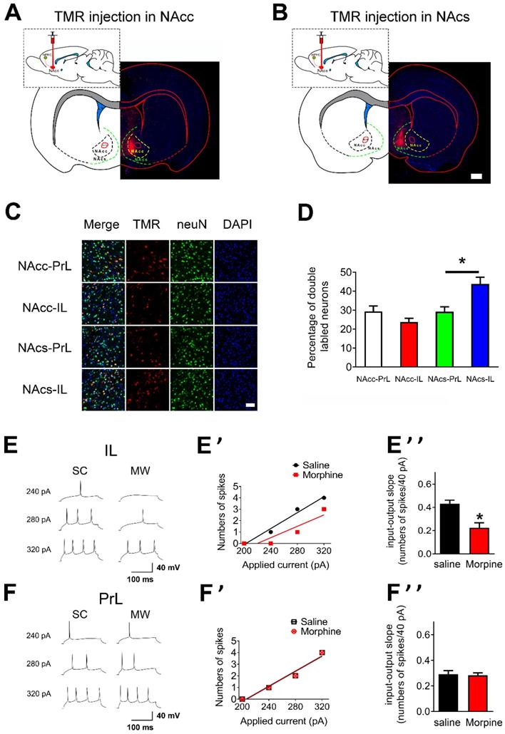 Theranostics Image