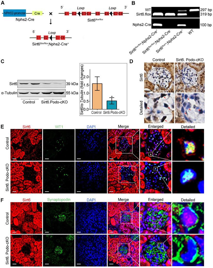 Theranostics Image