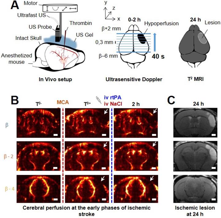 Theranostics Image