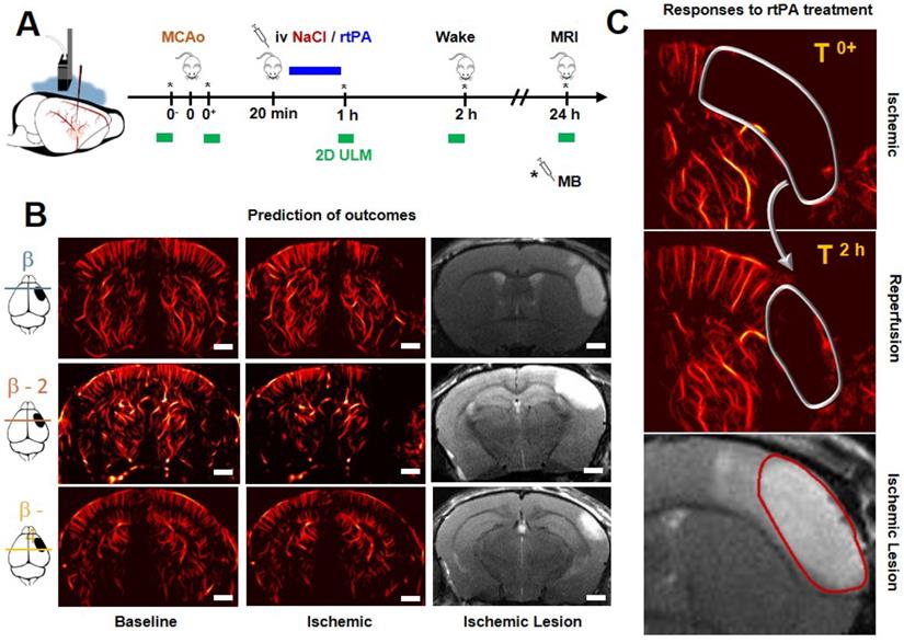 Theranostics Image