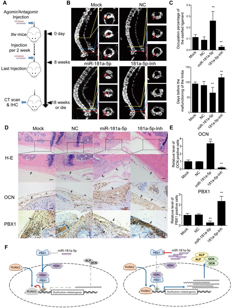 Theranostics Image