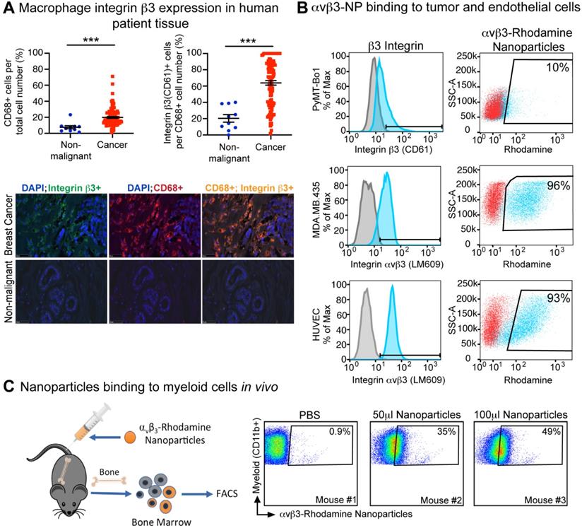 Theranostics Image