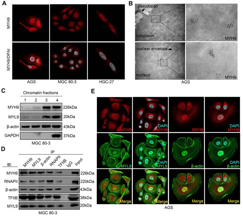 Theranostics Image