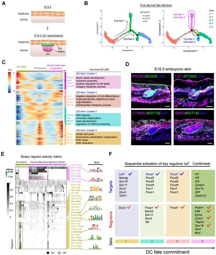 Theranostics Image